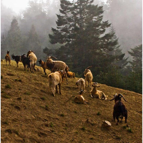 Misty Pasture Gold Ornate Wood Framed Art Print with Double Matting by Crane, Rita