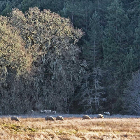 Sheep and Oak Trees White Modern Wood Framed Art Print with Double Matting by Crane, Rita