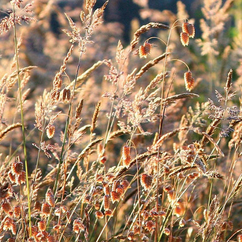 Wild Grasses Gold Ornate Wood Framed Art Print with Double Matting by Crane, Rita