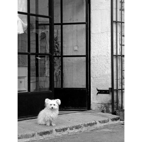 Little Dog V White Modern Wood Framed Art Print by Crane, Rita