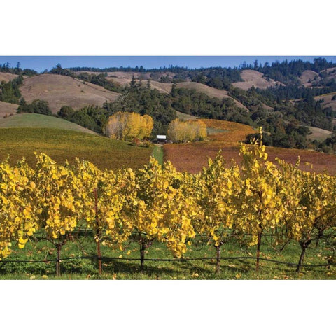 Barns and Vineyards I Gold Ornate Wood Framed Art Print with Double Matting by Crane, Rita