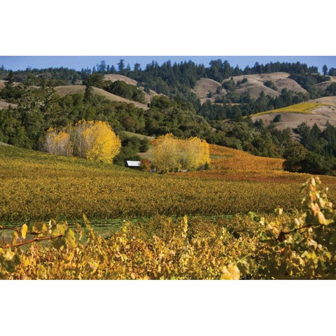 Barns and Vineyards II Gold Ornate Wood Framed Art Print with Double Matting by Crane, Rita