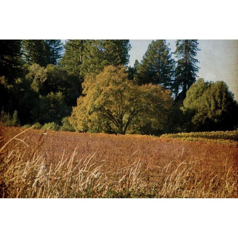 Vineyard Tapestry I Black Modern Wood Framed Art Print with Double Matting by Crane, Rita