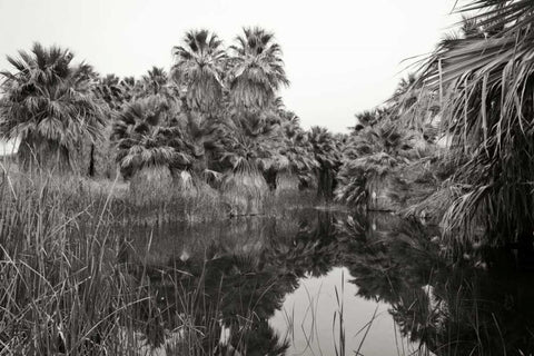 Ancient Palms I Black Ornate Wood Framed Art Print with Double Matting by Crane, Rita