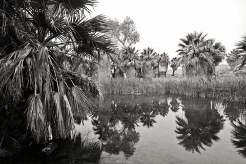 Ancient Palms II Black Ornate Wood Framed Art Print with Double Matting by Crane, Rita