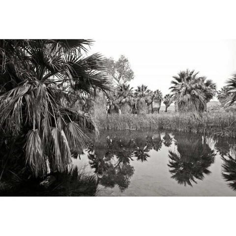 Ancient Palms II Black Modern Wood Framed Art Print with Double Matting by Crane, Rita