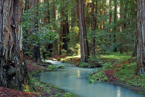 Redwood Forest I White Modern Wood Framed Art Print with Double Matting by Crane, Rita