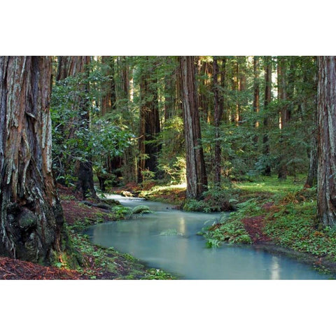 Redwood Forest I Black Modern Wood Framed Art Print with Double Matting by Crane, Rita