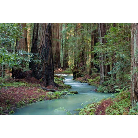 Redwood Forest II Gold Ornate Wood Framed Art Print with Double Matting by Crane, Rita