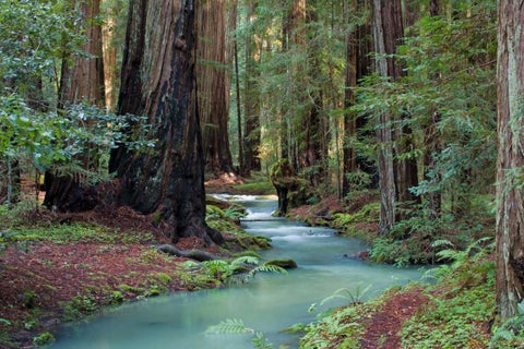 Redwood Forest II Black Ornate Wood Framed Art Print with Double Matting by Crane, Rita