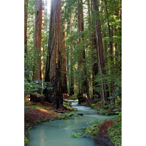 Redwood Forest III White Modern Wood Framed Art Print by Crane, Rita