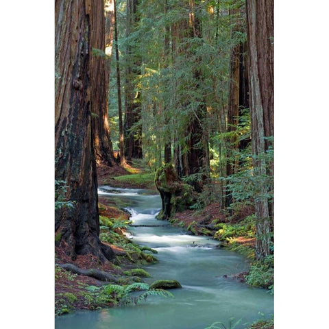 Redwood Forest IV White Modern Wood Framed Art Print by Crane, Rita