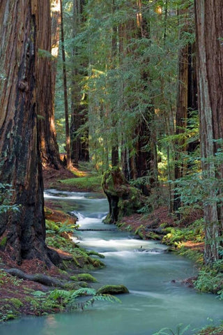 Redwood Forest IV Black Ornate Wood Framed Art Print with Double Matting by Crane, Rita