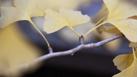 Autumn Gingko I White Modern Wood Framed Art Print with Double Matting by Crane, Rita