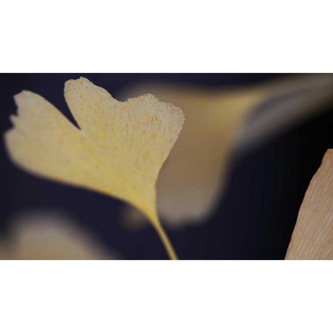 Autumn Gingko II White Modern Wood Framed Art Print by Crane, Rita