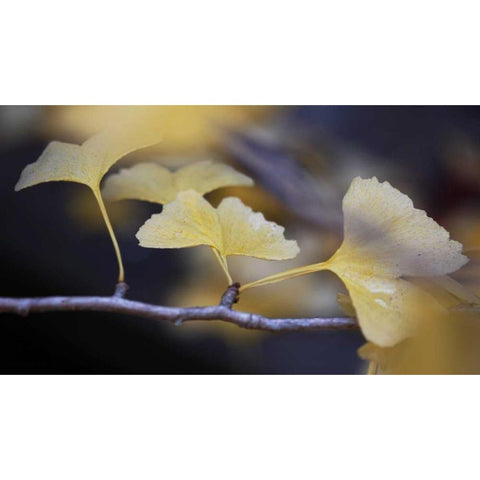 Autumn Gingko III White Modern Wood Framed Art Print by Crane, Rita