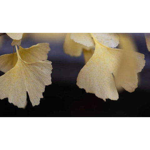 Autumn Gingko IV White Modern Wood Framed Art Print by Crane, Rita