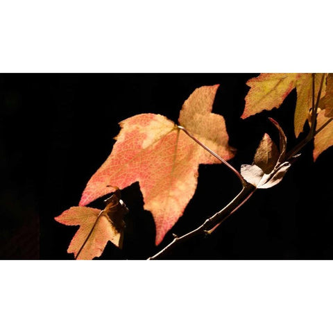 Amber Leaves I White Modern Wood Framed Art Print by Crane, Rita