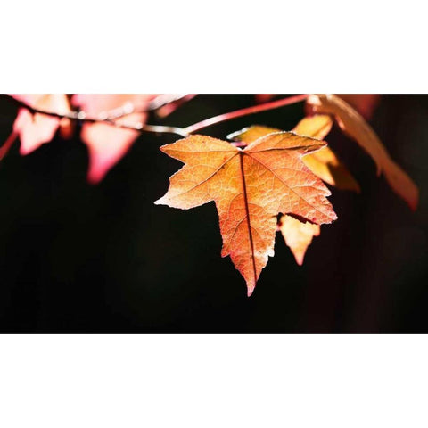 Amber Leaves II Black Modern Wood Framed Art Print by Crane, Rita