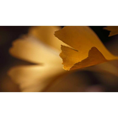 Gingko Leaves I Black Modern Wood Framed Art Print by Crane, Rita