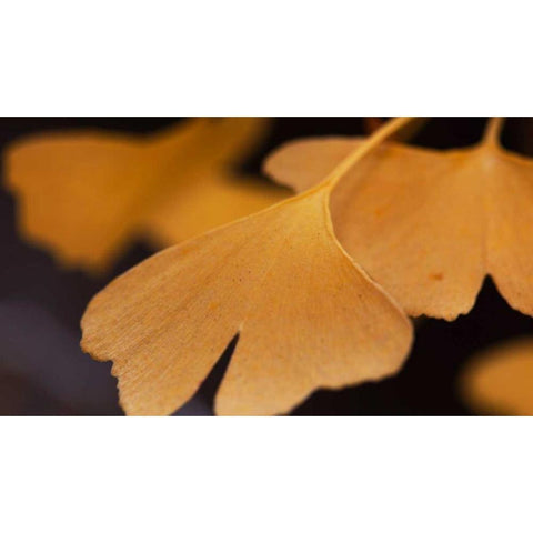 Gingko Leaves II White Modern Wood Framed Art Print by Crane, Rita