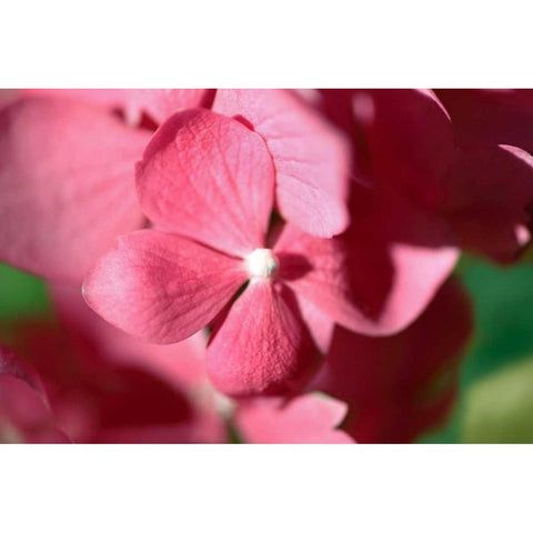 Pink Hydrangeas I Gold Ornate Wood Framed Art Print with Double Matting by Crane, Rita