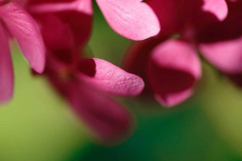 Pink Hydrangeas II White Modern Wood Framed Art Print with Double Matting by Crane, Rita