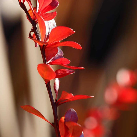 Red Leaves I White Modern Wood Framed Art Print by Crane, Rita