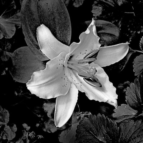 White Lily I Black Modern Wood Framed Art Print by Crane, Rita