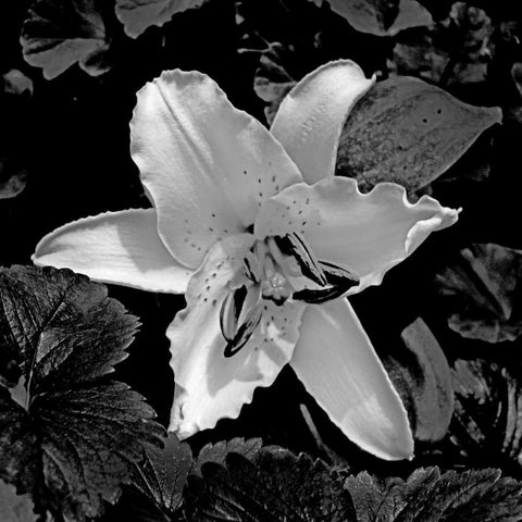 White Lily II White Modern Wood Framed Art Print by Crane, Rita