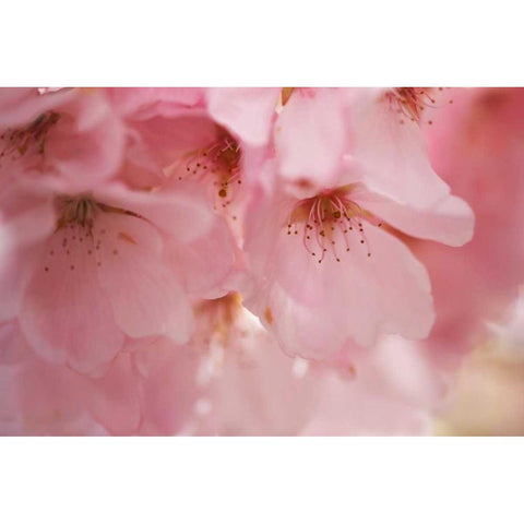 Cherry Blossoms I Gold Ornate Wood Framed Art Print with Double Matting by Crane, Rita