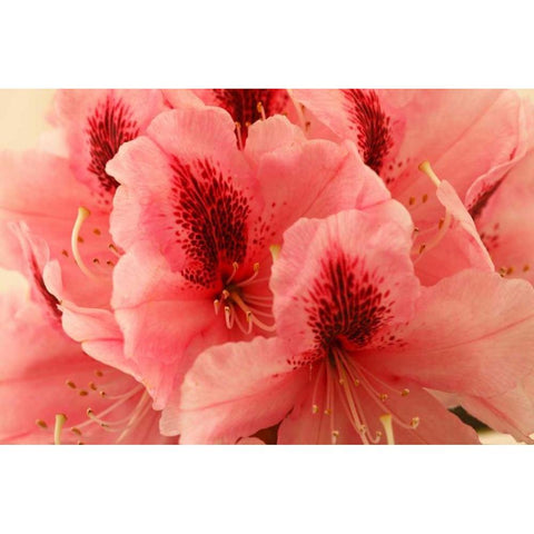 Delicate Petals I Black Modern Wood Framed Art Print with Double Matting by Crane, Rita
