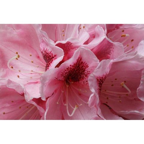 Pink Rhododendron I White Modern Wood Framed Art Print by Crane, Rita