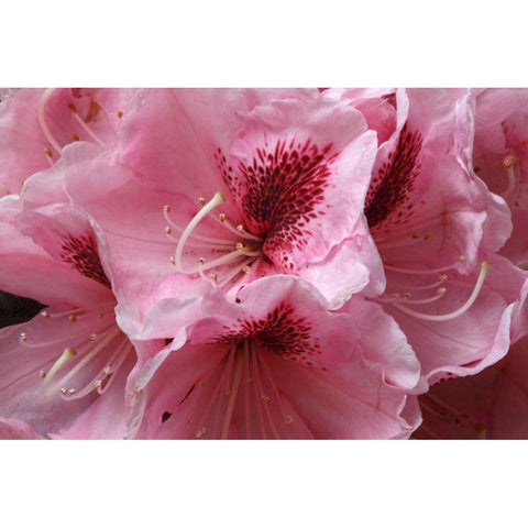 Pink Rhododendron II Black Modern Wood Framed Art Print with Double Matting by Crane, Rita