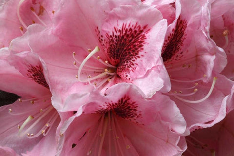 Pink Rhododendron II Black Ornate Wood Framed Art Print with Double Matting by Crane, Rita