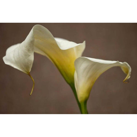 Calla Elegance I Black Modern Wood Framed Art Print with Double Matting by Crane, Rita