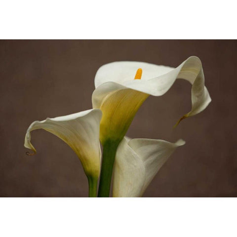 Calla Elegance II Gold Ornate Wood Framed Art Print with Double Matting by Crane, Rita