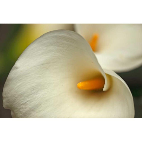 Calla Lilies I Black Modern Wood Framed Art Print with Double Matting by Crane, Rita