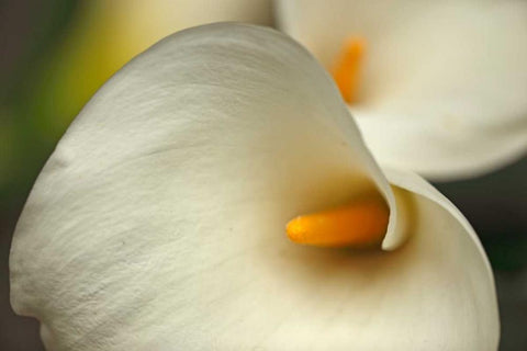 Calla Lilies I White Modern Wood Framed Art Print with Double Matting by Crane, Rita