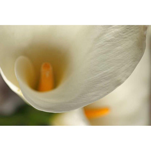 Calla Lilies II White Modern Wood Framed Art Print by Crane, Rita