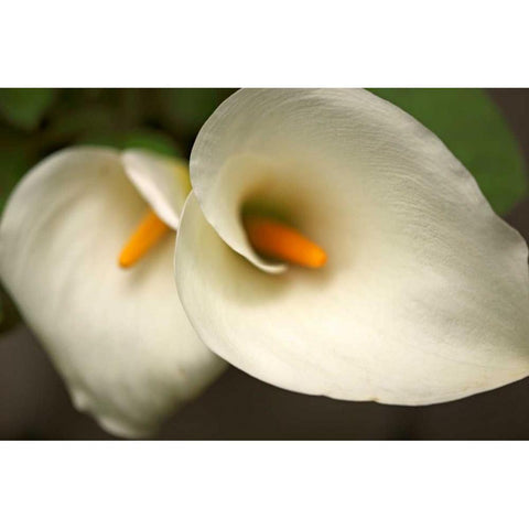 Calla Lilies III Gold Ornate Wood Framed Art Print with Double Matting by Crane, Rita