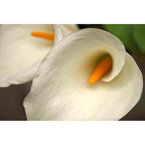 Calla Lilies IV Gold Ornate Wood Framed Art Print with Double Matting by Crane, Rita