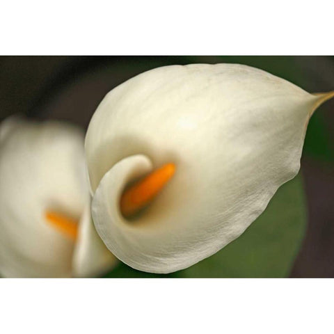 Calla Lilies V White Modern Wood Framed Art Print by Crane, Rita