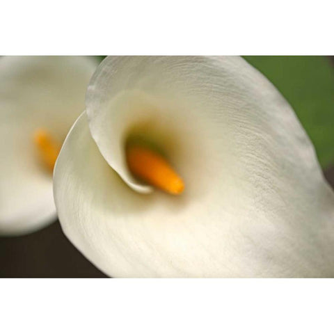 Calla Lilies VI Black Modern Wood Framed Art Print with Double Matting by Crane, Rita