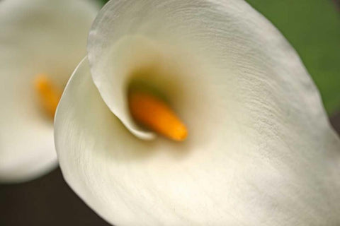 Calla Lilies VI White Modern Wood Framed Art Print with Double Matting by Crane, Rita