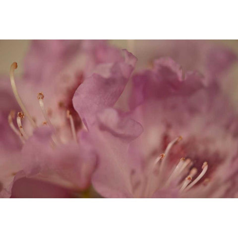 Soft Petals II Black Modern Wood Framed Art Print by Crane, Rita