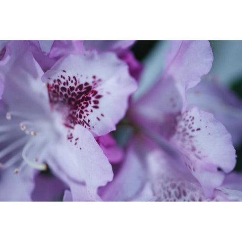 Lavender Rhodies I White Modern Wood Framed Art Print by Crane, Rita