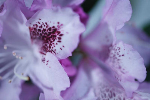 Lavender Rhodies I White Modern Wood Framed Art Print with Double Matting by Crane, Rita