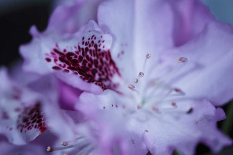 Lavender Rhodies II White Modern Wood Framed Art Print with Double Matting by Crane, Rita