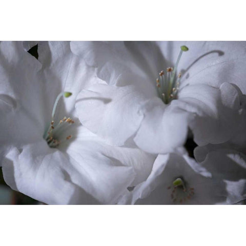 Delicate Blossoms II White Modern Wood Framed Art Print by Crane, Rita